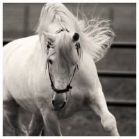 /album/galleria-fotografica/white-horse-jpg/
